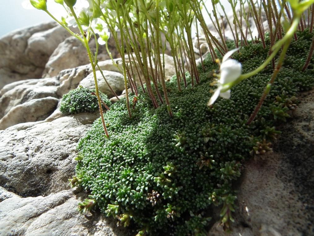 Saxifraga squarrosa